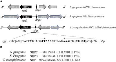 Identification of a Quorum Sensing System Regulating Capsule Polysaccharide Production and Biofilm Formation in Streptococcus zooepidemicus